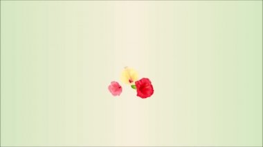 Çiçek düzenleme, kırmızı pembe ve sarı ebegümeci ve beyaz orkide palm, bitkiyi vintage hareket illüstrasyon buket tropikal ile video sorunsuz döngü animasyon flowers