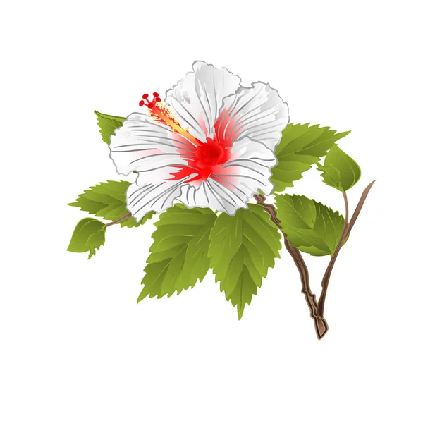Стебель Белый Гибискус Тропический Цветок Белом Фоне Винтажный Вектор Иллюстрации — стоковый вектор