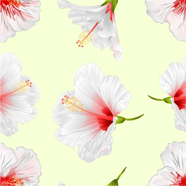 Bezešvých Textur Květiny Bílé Tropická Rostlina Ibišek Bílém Pozadí Vintage — Stockový vektor