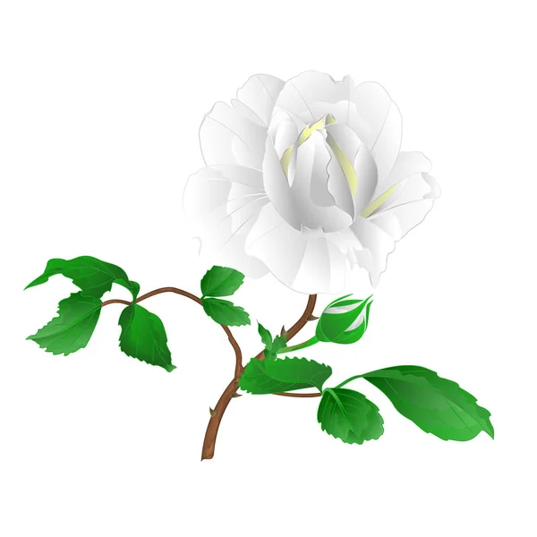 Rosa Ramita Blanca Flor Con Hojas Brote Sobre Fondo Blanco — Archivo Imágenes Vectoriales