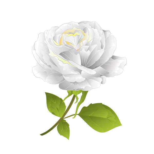 Flower White Rose White Background Twig Leaves Vintage Vector Illustration — Stock Vector