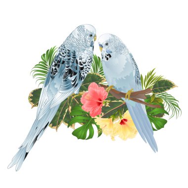 Kuşlar Budgerigars, ev Evcil hayvan, Evcil hayvan parakeets tropik çiçekler ebegümeci, palm, bitkiyi beyaz arka plan vintage vektör çizim düzenlenebilir el berabere üzerinde bir şube buket üzerinde mavi