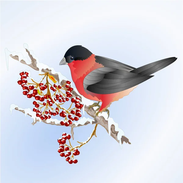 鸟布尔芬奇小 Songbirdon 上的雪树和浆果冬天背景复古向量例证可编辑的手画 — 图库矢量图片