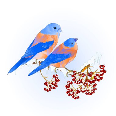 Ardıç kuşu küçük mavi kuşlar songbirdons üzerinde düzenlenebilir el çizmek karlı ağaç rowan ve berry kış arka plan vintage vektör çizim üzerinde kuşlar