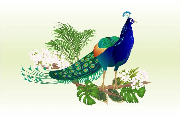 Ptaków Egzotycznych Piękności Naturalnych Pawich Tropikalne Kwiaty Akwarela Vintage Wektor — Wektor stockowy