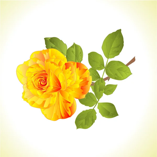 Floare Trandafir Galben Tulpină Frunze Vintage Fundal Natural Vector Ilustrare — Vector de stoc