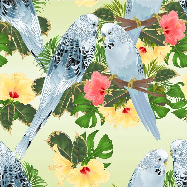 பறவ Budgerigars பமண பறவ — ஸ்டாக் வெக்டார்