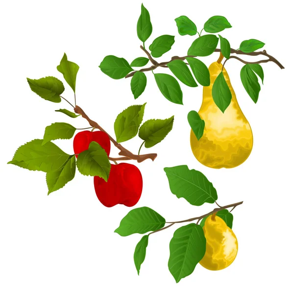 Zweig Apfelbaum Mit Roten Äpfeln Und Zweig Birnen Mit Gelber — Stockvektor