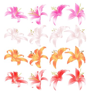 Flovers tatlı Lily pembe beyaz sarı ve kırmızı Lilium candidum beyaz arka plan vintage vektör çizim üzerinde düzenlenebilir el çizmek