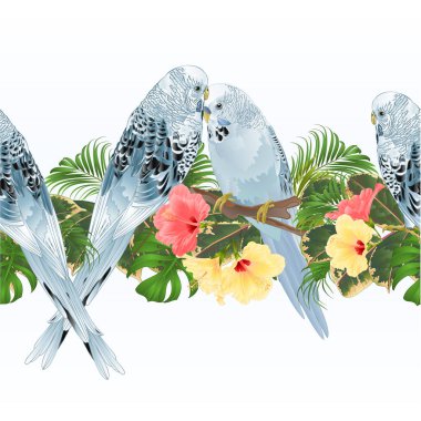 Tropikal sınır sorunsuz arka plan mavi evde beslenen hayvan parakeets Budgerigars ve ebegümeci vintage vektör illüstrasyon iç tasarım, yemekler, giyim, tebrik kartları, ambalaj kullanmak için