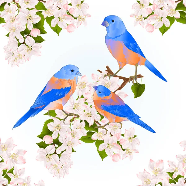 Bluebirds Rigó Kis Songbirdons Egy Alma Ága Virágok Tavaszi Háttér — Stock Vector