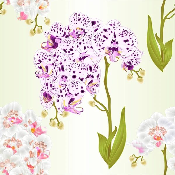 Tekstura Oddziałów Storczyki Phalaenopsis Kropki Białych Kwiatów Liści Roślin Tropikalnych — Wektor stockowy