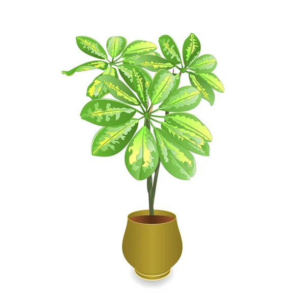 Planta Schefflera Maceta Schefflera Arboricola Árbol Paraguas Enano Sobre Fondo — Vector de stock