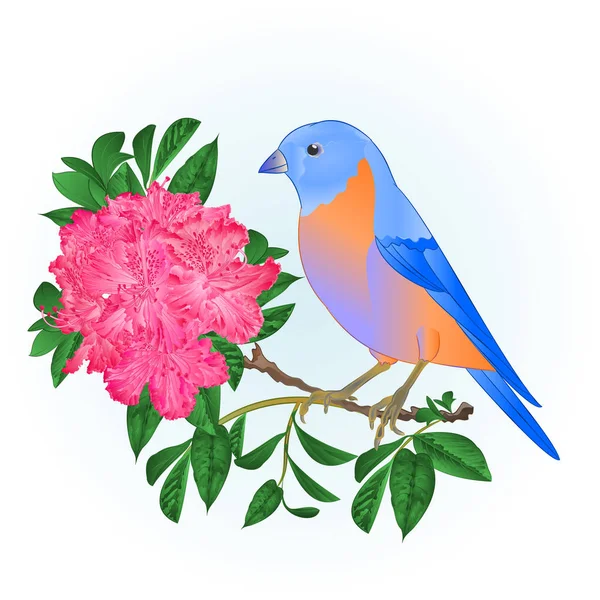 Kleine Singvogel Blauvogel Drossel Und Pinkrhododendron Frühling Hintergrund Vintage Vektor — Stockvektor