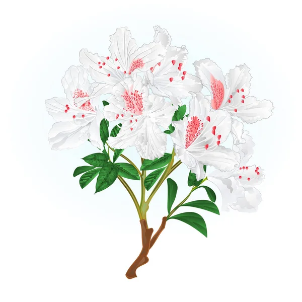 Vita Rhododendron Gren Mountain Buske Våren Bakgrund Vintage Vektorillustration Redigerbara — Stock vektor