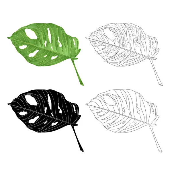 Monstera Deliciosa Feuille Plante Tropicale Silhouette Naturelle Contour Isolé Sur — Image vectorielle