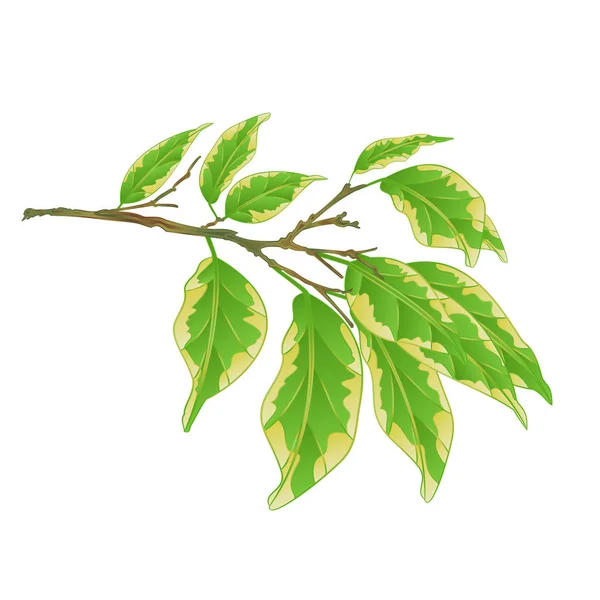 Plante Tropicale Ficus Benjamina Branche Ficus Panachée Sur Fond Blanc — Image vectorielle