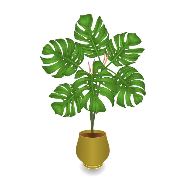 Philodendron Tropische Pflanze Dschungel Blätter Natürlich Topf Auf Weißem Hintergrund — Stockvektor
