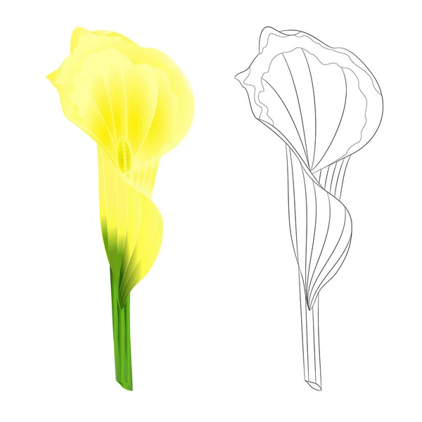 Calla Lily Žlutý Květ Bylinné Trvalky Okrasné Rostliny Přírodní Osnovy — Stockový vektor