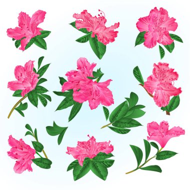 Pink  flowers rhododendrons and leaves  mountain shrub on a blue background  vintage vector illustration editable hand draw clipart