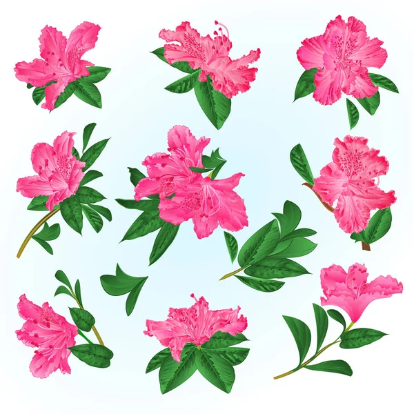 Rosa Blüten Rhododendron Und Blätter Gebirgsstrauch Auf Blauem Hintergrund Vektor — Stockvektor