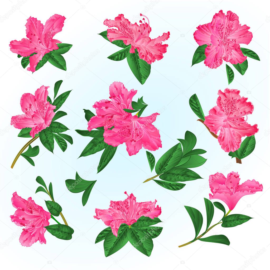 Pink  flowers rhododendrons and leaves  mountain shrub on a blue background  vintage vector illustration editable hand draw