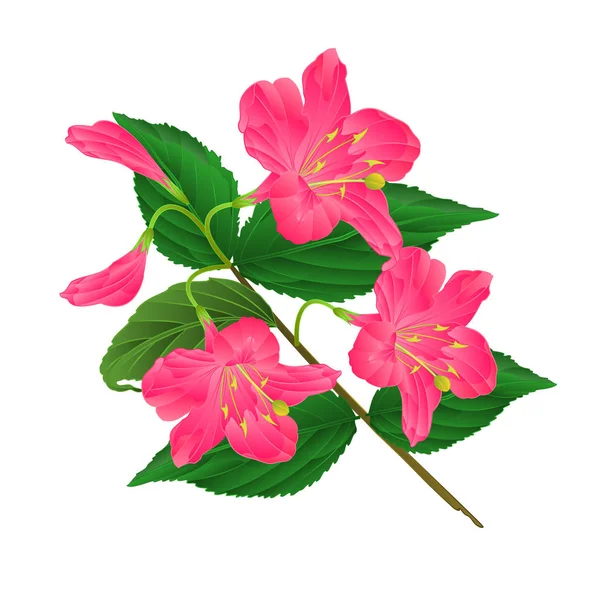 Primavera Flor Rosa Arbusto Decorativo Weigela Eva Supremo Sobre Fondo — Vector de stock