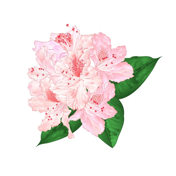 光編集手描ホワイト バック グラウンド ビンテージ ベクトル図の葉とピンク色のシャクナゲの花 — ストックベクタ