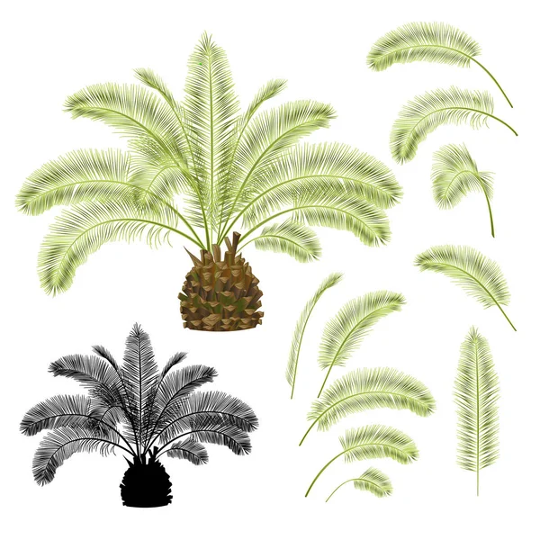 Planta Tropical Palmae Phoenix Canariensis Data Palmeira Arecaceae Folhas Silhueta — Vetor de Stock