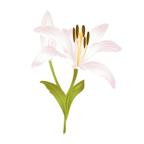 Lily White Lilium Candidum Third White Flower Leaves White Background — Stock Vector