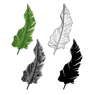 Muz yaprak ikinci doğal anahat ve siluet tropikal bitki üzerinde beyaz arka plan eski bir vektör çizim düzenlenebilir el çizmek