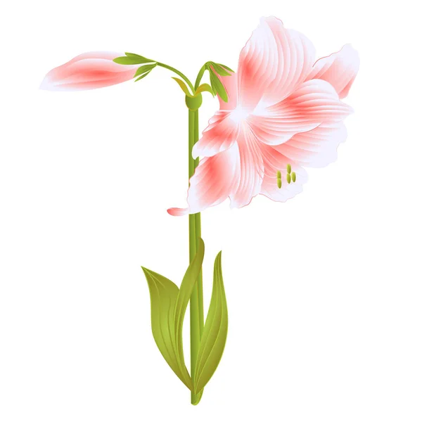 Elegante Bloeiende Amaryllis Roze Bloemen Bud Een Witte Achtergrond Gedetailleerde — Stockvector