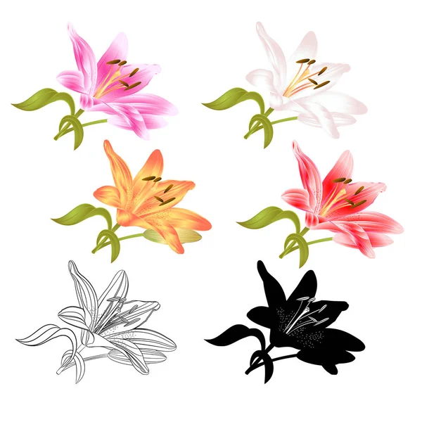 Stem Lily flower white pink yellow red outline and silhouette Lilium candidum, on a white background  vintage vector illustration editable Hand draw