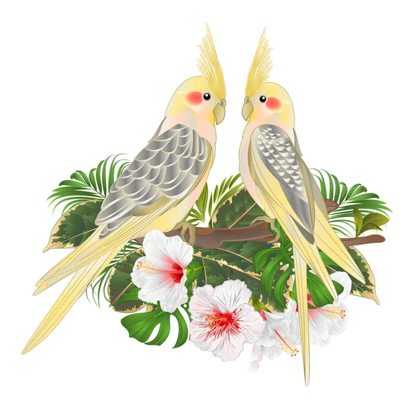 Funny Parrots Yellow Cockatiel Cute Tropical Bird White Hibiscus Watercolor — Stock Vector