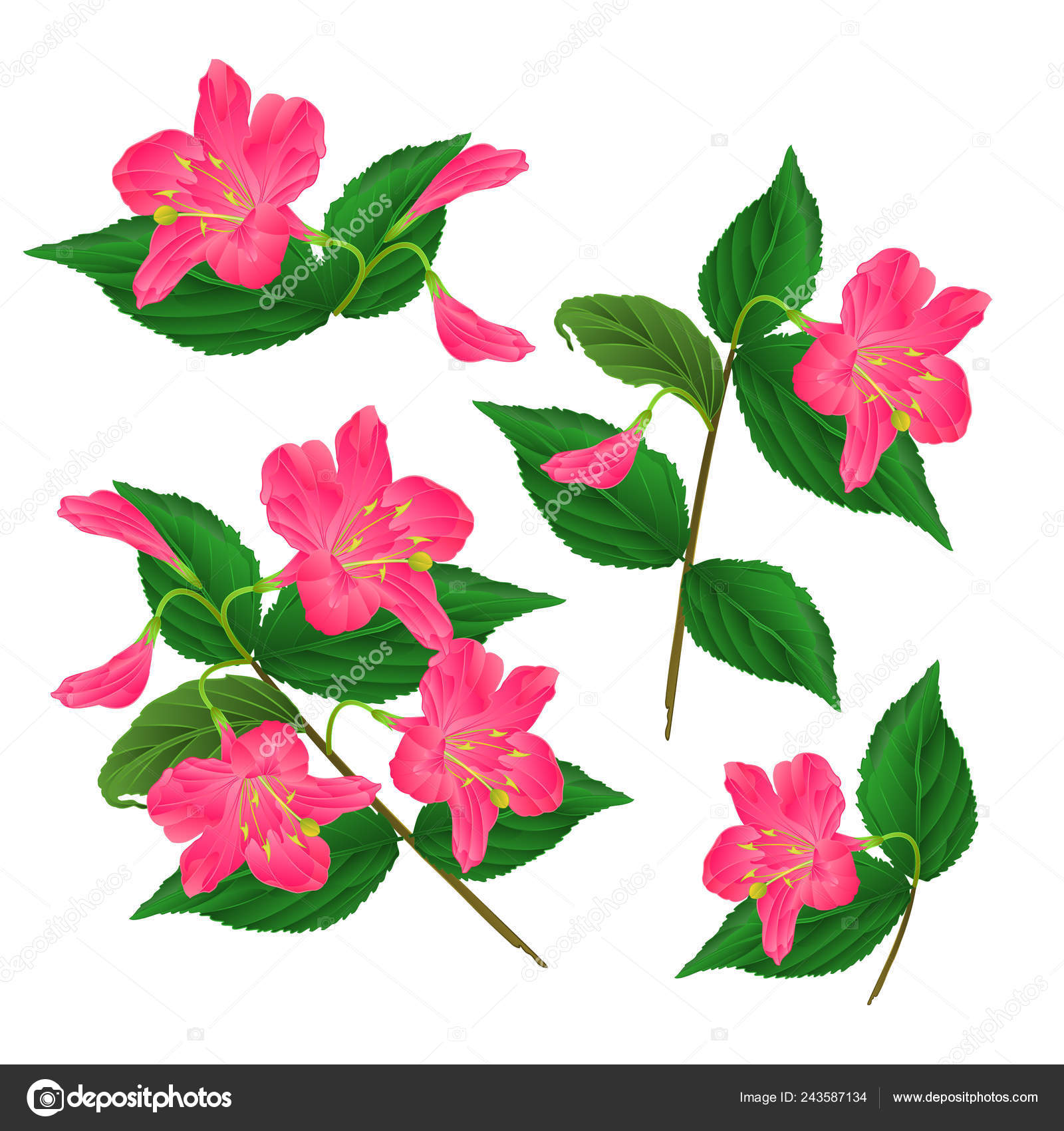 Весенний Розовый Цветок Декоративный Кустарник Вайгела Ева.