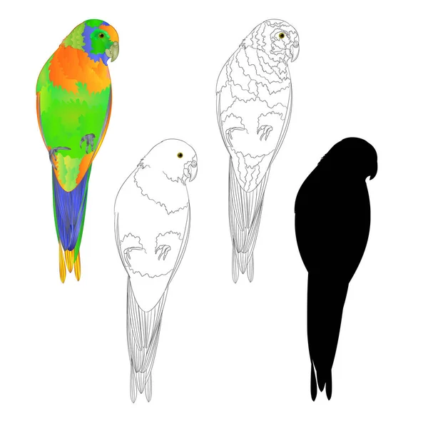 Sun Conure Παπαγάλος Φυσικό Τροπικό Πτηνό Και Διάρθρωσης Και Σιλουέτα — Διανυσματικό Αρχείο