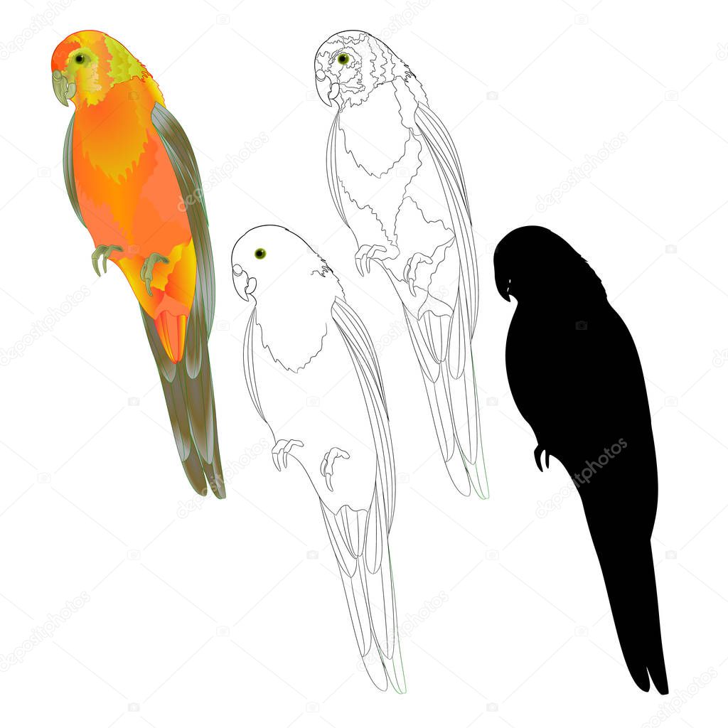 Bird tropical Parrot Sun Conure   natural and outline and silhouette on a white background vector illustration editable hand draw