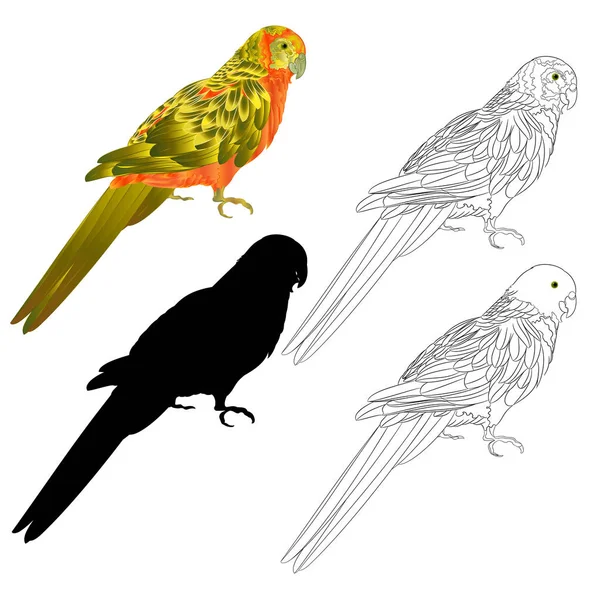 Pássaro Tropical Papagaio Sol Conure Natural Contorno Silhueta Fundo Branco —  Vetores de Stock