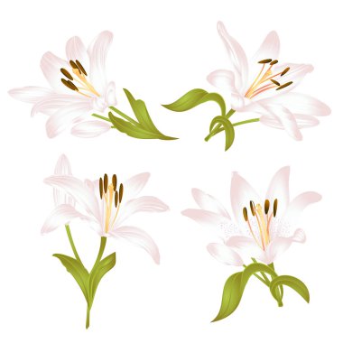 Beyaz Lily Lilium candidum, çiçek yaprakları ve bir beyaz arka plan küme iki vintage vektör çizim düzenlenebilir elle çizilmiş üzerinde dostum