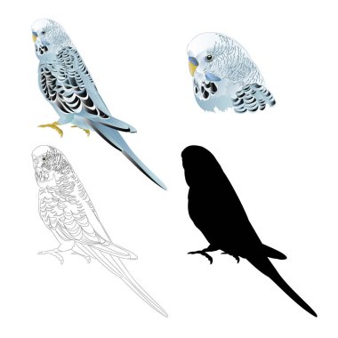 Bird budgerigar, blue pet parakeet  or budgie or shell parakeet home pet natural and outline and silhouette on a white background vintage vector illustration editable hand draw clipart
