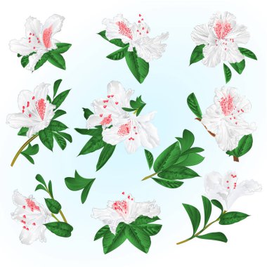 Beyaz Orman gülleri çiçekler ve düzenlenebilir el çizmek bir mavi arka plan vintage vektör çizim üzerinde dağ çalı yaprakları