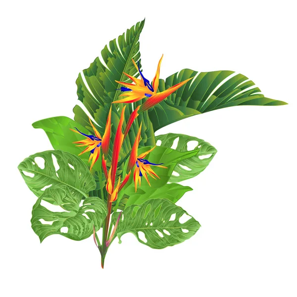 Krásné Strelitzia Reginae Tropických Květin Banánové Listy Monstera Bílém Pozadí — Stockový vektor