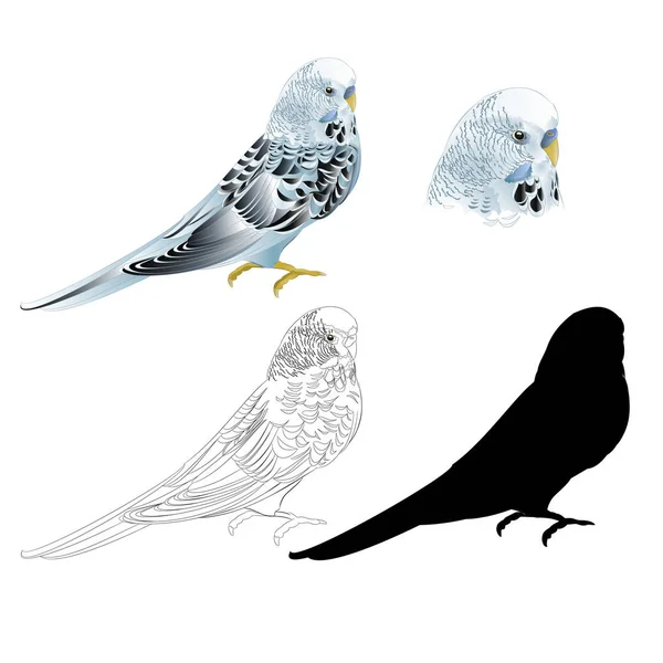 Uccello Budgerigar Pappagallo Blu Animale Domestico Pappagallo Budgie Guscio Pappagallo — Vettoriale Stock