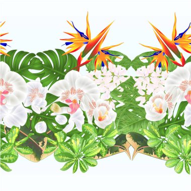 Tropikal sınır sorunsuz arka plan tropikal STERLİÇYA ve beyaz orkide Phalaenopsis bitkiyi ve Schefflera ve Monstera vintage vektör çizim tebrik kartı çiçek aranjmanı çiçek