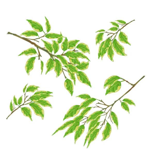 熱帯植物の枝フィカス Benjamina 斑入りフィカス自然背景ビンテージ ベクトル図編集可能な手を描く — ストックベクタ