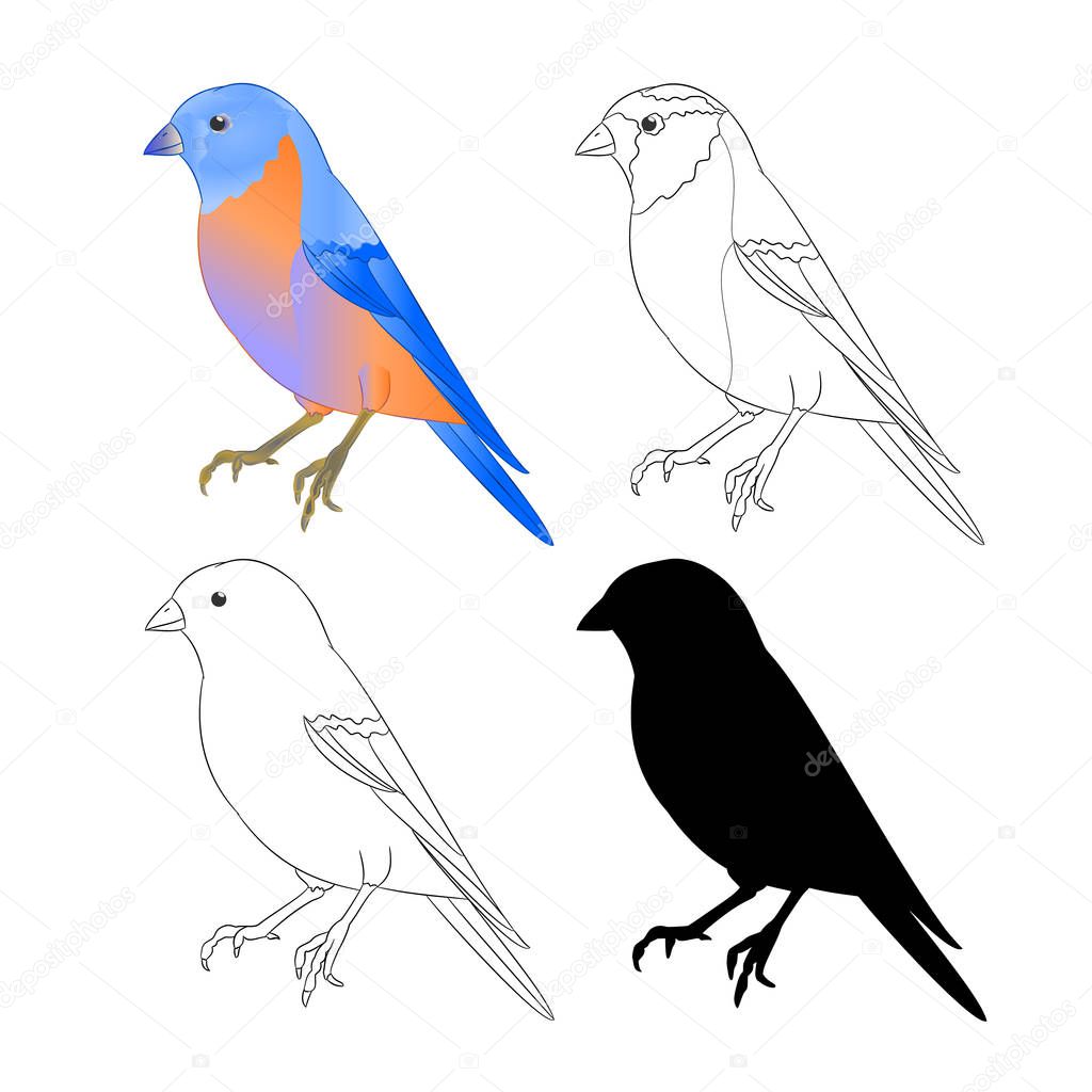 Bluebird  bird Thrush nature outline and silhouette on a white background vintage vector illustration editable hand draw