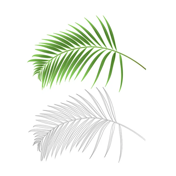 Оформление Листовой Пальмы Тропический Дом Растительность Природа Очертания Винтажные Векторные — стоковый вектор