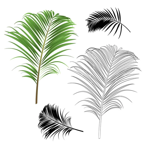 Décoration Maison Tropicale Plante Feuille Palmier Nature Contour Silhouette Vintage — Image vectorielle