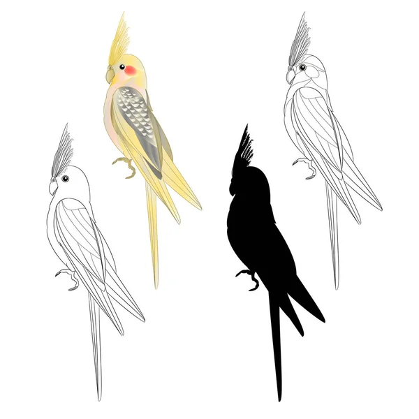 Gelb Nymphensittich Niedlich Tropischen Vogel Lustig Papagei Aquarell Stil Silhouette — Stockvektor