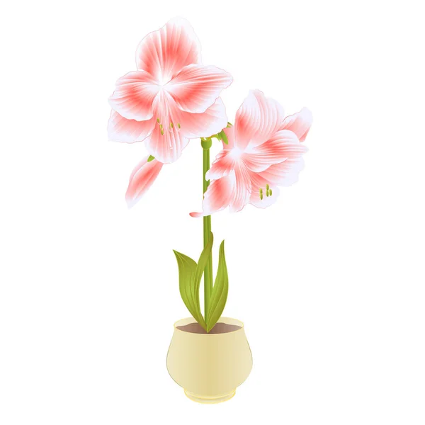 Floração Elegante Amaryllis Flores Cor Rosa Broto Vaso Fundo Branco — Vetor de Stock